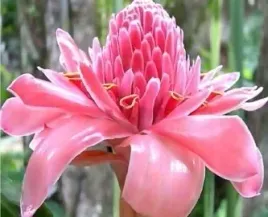 etlingera-wyniosla-rozowa-roza-elatior-pink-4-n