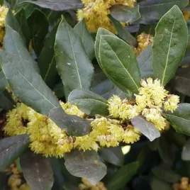 lisc-laurowy-wawrzyn-szlachetny-do-ogrodu-domu-i-kuchni-laurus-nobilis