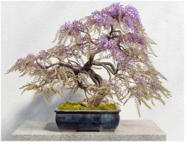 glicynia-chinska-wisteria-sinensis-na-bonsai-i-nie-tylko-nasiona-1-sztuka