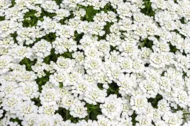ubiorek-hiacyntowy-bialy-iberis-amara-1-g-nasion