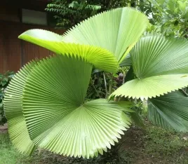 palma-wachlarzowata-licuala-peltata-var-sumawongii-nasiona-1-sztuka
