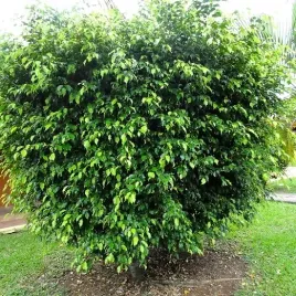 fikus-ficus-benjamina-20-nasion