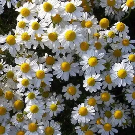 rumianek-pospolity-matricaria-chamomilla-5000-nasion-na-herbate-i