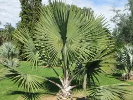 rzadka-bismarckia-nobilis-zielona-green-1-nasiono