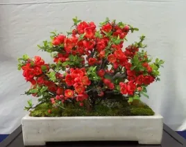 pigwowiec-japonski-chaenomeles-japonica-20-nasion