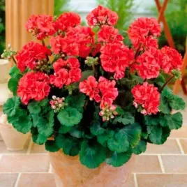 pelargonia-rabatowa-czerwona-f2-pelargonium-zonale-red-12-nasion