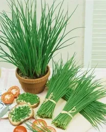 szczypior-allium-schoenoprasum-100-nasion