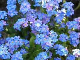 niezapominajka-niebieska-03-grama-nasion