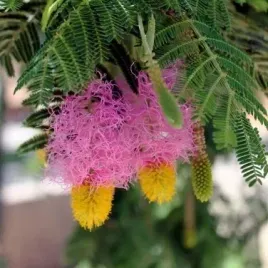 chinski-lampion-dichrostachys-cinerea-3-nasiona