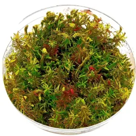 roslina-akwariowa-rotala-okolkowa-rotala-wallichii-nvitro-maly-kubek