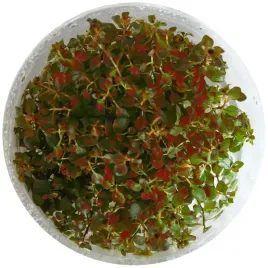 roslina-akwariowa-ludwigia-super-mini-red-invitro-maly-kubek
