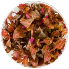 roslina-akwariowaeco-alternanthera-rosaefolia-invitro-maly-kubek