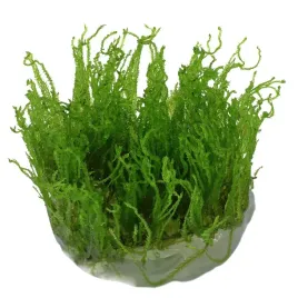 mech-do-akwarium-roslina-akwariowa-taiwan-moss-invitro-maly-kubek