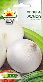 cebula-biala-avalon-allium-cepa-l-pozna-3-g