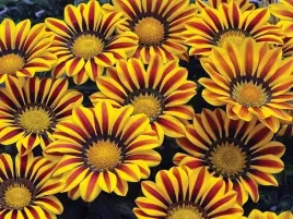 gazania-lsniaca-gazania-splendens-160-nasion