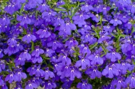lobelia-zwisajaca-niebieska-1000-nasion
