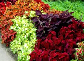 koleus-pokrzywka-rainbow-mix-kolorow-coleus-blumei-200-nasion