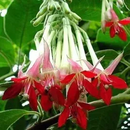 rzadka-fuksia-boliwijska-biala-5-nasion