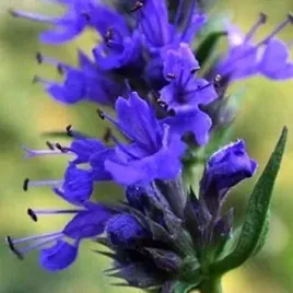 hyzop-ogrodowy-hyssopuss-officinalis-200-nasion