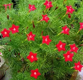wilec-szkarlatny-ipomoea-coccinea-40-nasion