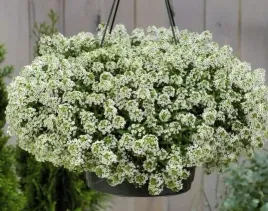 smagliczka-nadmorska-biala-05-grama-nasion
