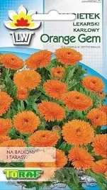 nagietek-karlowy-orange-gem-05-gr-nasion