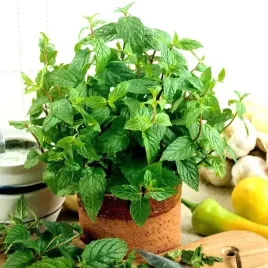 mieta-pieprzowa-do-deserow-koktajli-i-dan-mentha-piperita-1000-nasion