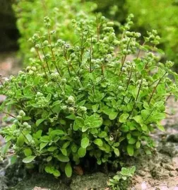 ziolo-majeranek-origanum-majorana-05-grama-nasion