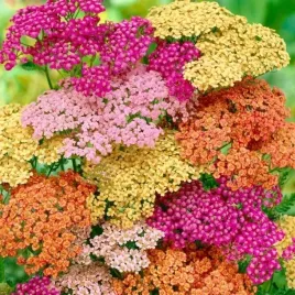 krwawnik-pospolity-mix-kolorow-do-ogrodu-achillea-millefolium-200-nasion