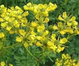 ziolo-ruta-zwyczajna-ruta-graveolens-30-nasion