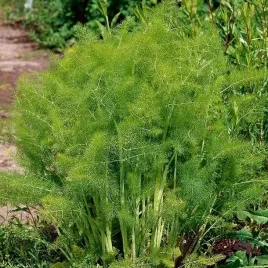 koper-wloski-aromatyczny-i-lekkostrawny-150-nasion-foeniculum-vulgare