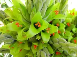 rzadka-puya-zolta-puya-chilensis-5-nasion