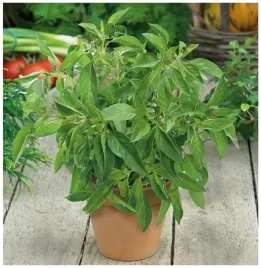 bazylia-cytrynowa-obledny-zapach-i-smak-uprawa-caloroczna-nasiona-200-sztuk
