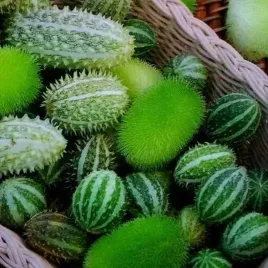 ogorek-ozdobny-mix-do-dekoracji-i-nietylko-cucumis-sp-40-nasion