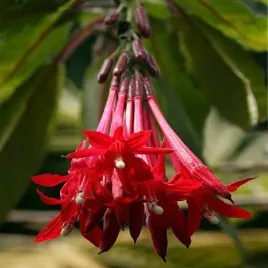 rzadka-fuksia-boliwijska-czerwona-5-nasion