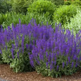 mrozoodporna-szalwia-lekarska-salvia-officinalis-70-nasion