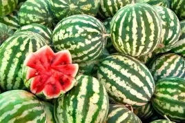 arbuz-crimson-sweet-citrullus-lanatus-28-nasion