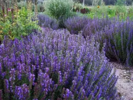 hyzop-ogrodowy-hyssopuss-officinalis-200-nasion