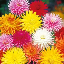 dalia-kaktusowa-mix-kolorow-dahlia-x-cultorum-cacti-do-ogrodu-80-nasion