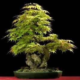 na-bonsai-klon-palmowy-odm-zielonolistna-acer-palmatum-10-nasion