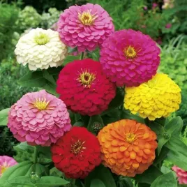 cynia-daliowa-mix-ziania-elegans-dahl-fl-na-rabate-1-g-nasion