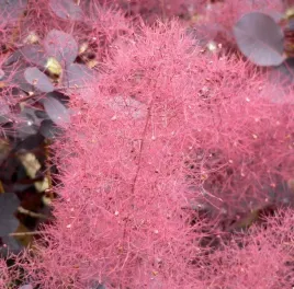perukowiec-podolski-cotinus-coggygria-40-nasion