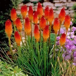 trytoma-groniasta-kniphofia-uvaria-50-nasion