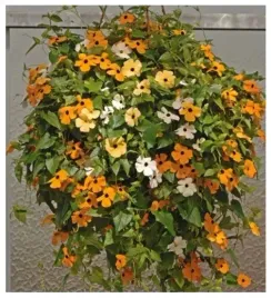 tunbergia-alata-pomaranczowe-piekne-pnacze-na-taras-balkon-nasiona-15-sztuk