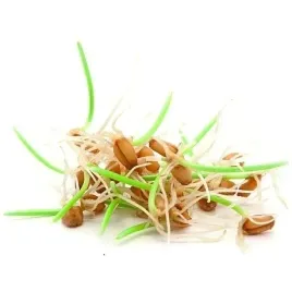 nasiona-na-kielki-owies-30-gram-okolo-720-nasion