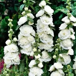 malwa-ogrodowa-pelna-biala-alcea-rosea-fl-pl-nasiona-50-sztuk