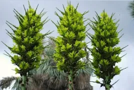 puya-zolta-puya-chilensis-5-nasion