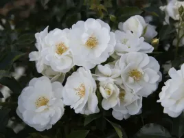 roza-okrywowa-biala-schneeflocke-sadzonka-p11-biale-kwiaty