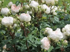 roza-rabatowa-biala-stephanie-baronin-zu-guttenberg-sadzonka-p11