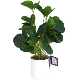 sztuczna-roslina-peperomia-w-doniczce-35cm-jak-zywa-premium